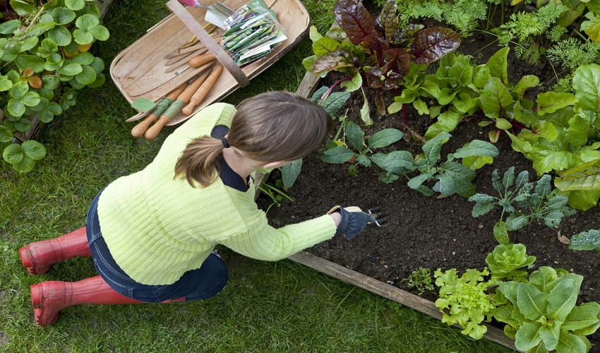 5 Beginner’s Tips for Gardening